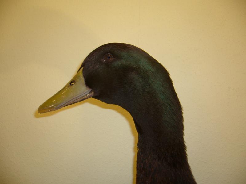 Munster 2009 039.jpg - Cambellenten Kakifarbig von Stefan Grundmeier